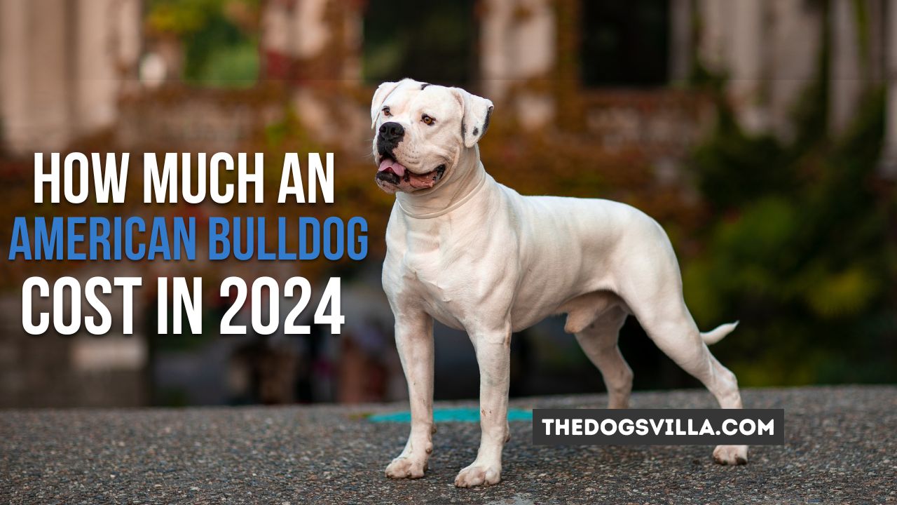 how much american bulldog cost in 2024