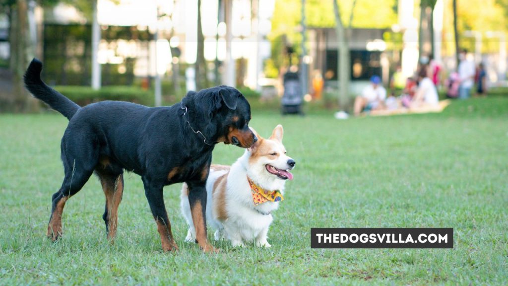 10 Effective Ways to Socialize a Rottweiler