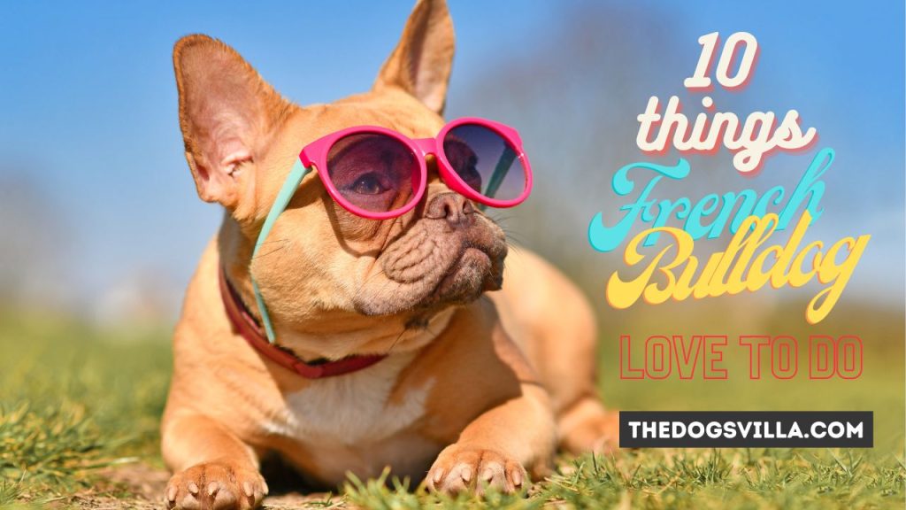 10 Things French Bulldogs Like to Do for Fun