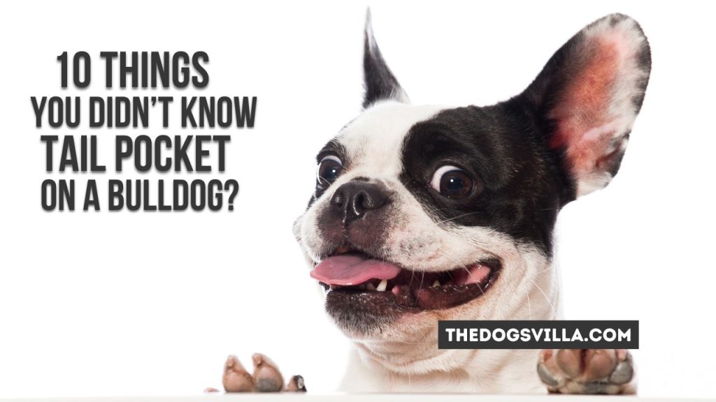 10 Things You Didn’t Know About Tail Pockets on a Bulldog
