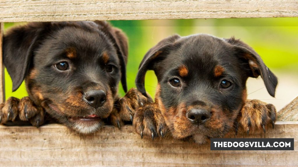 10 Tips for a Rottweiler Puppy to Gain Healthy Weight