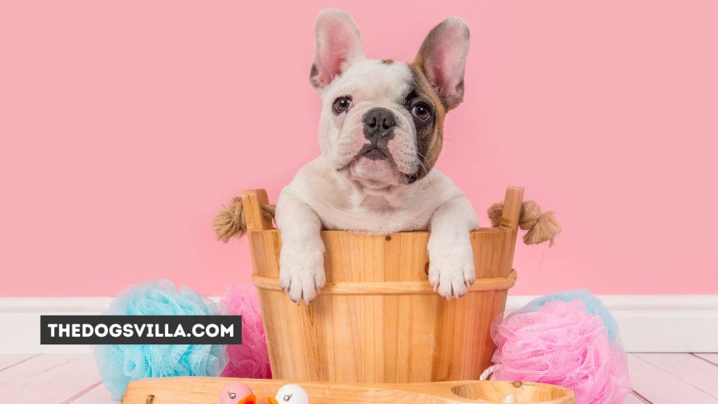 10 Tips to Solve Diarrhea in French Bulldogs