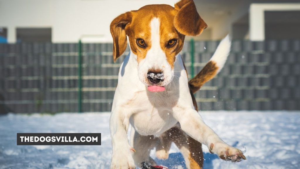10 Tips to Train a Beagle to Hunt