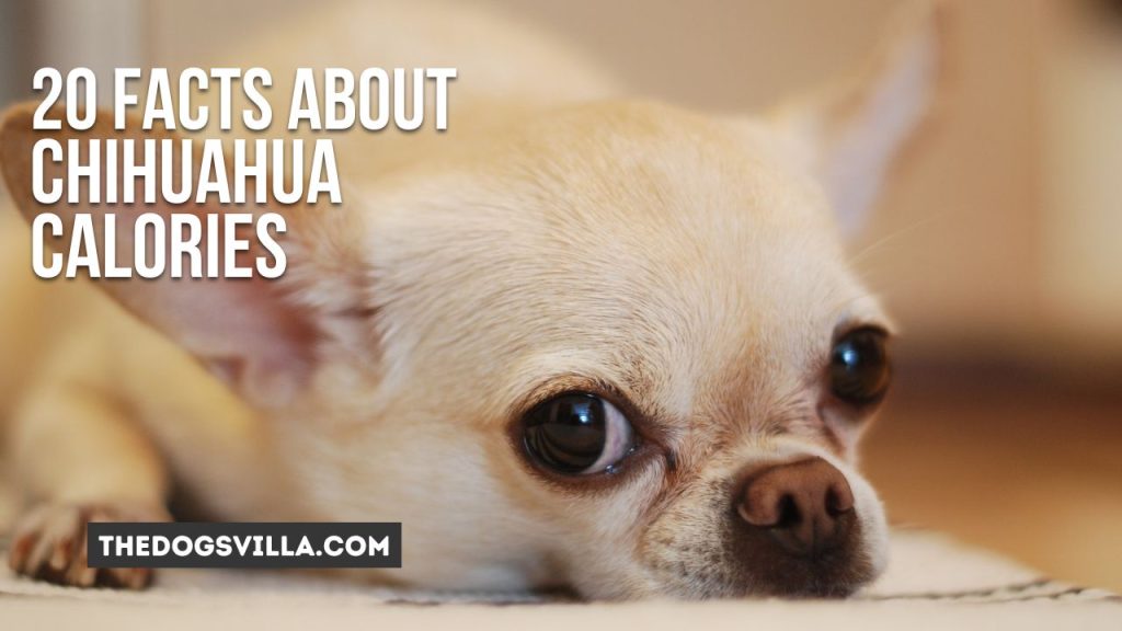 20 facts about Chihuahua Calories
