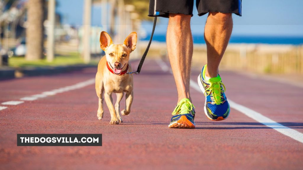 20 Tips on Training an Aggressive Chihuahua