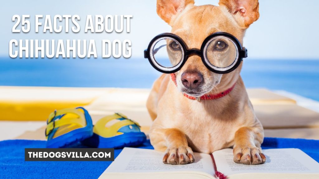 25 Facts About Smart Chihuahua Dog