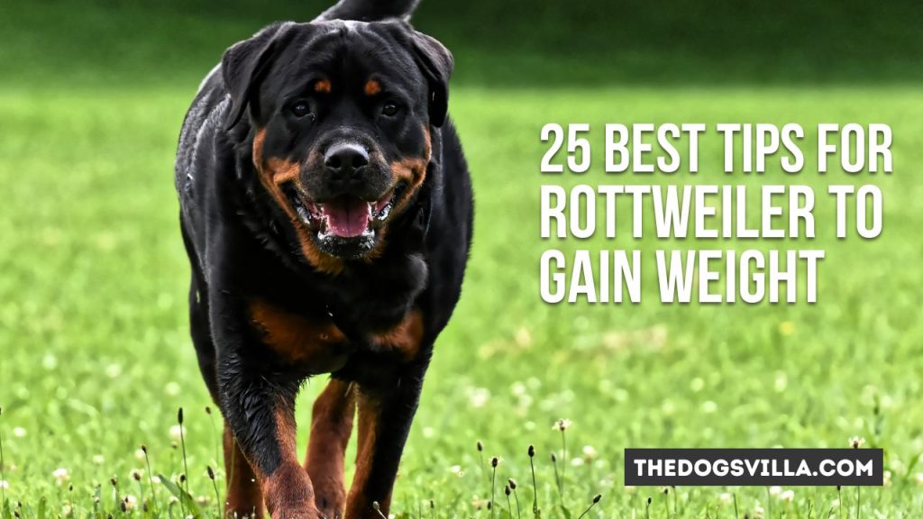 25 Tips for Rottweiler to Gain Weight