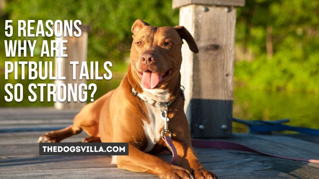 5 Reasons Why Pitbull Tails Are So Strong