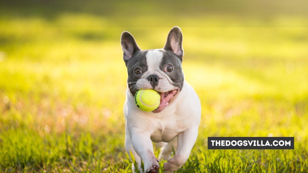 7 Supplements to Treat French Bulldog Allergies