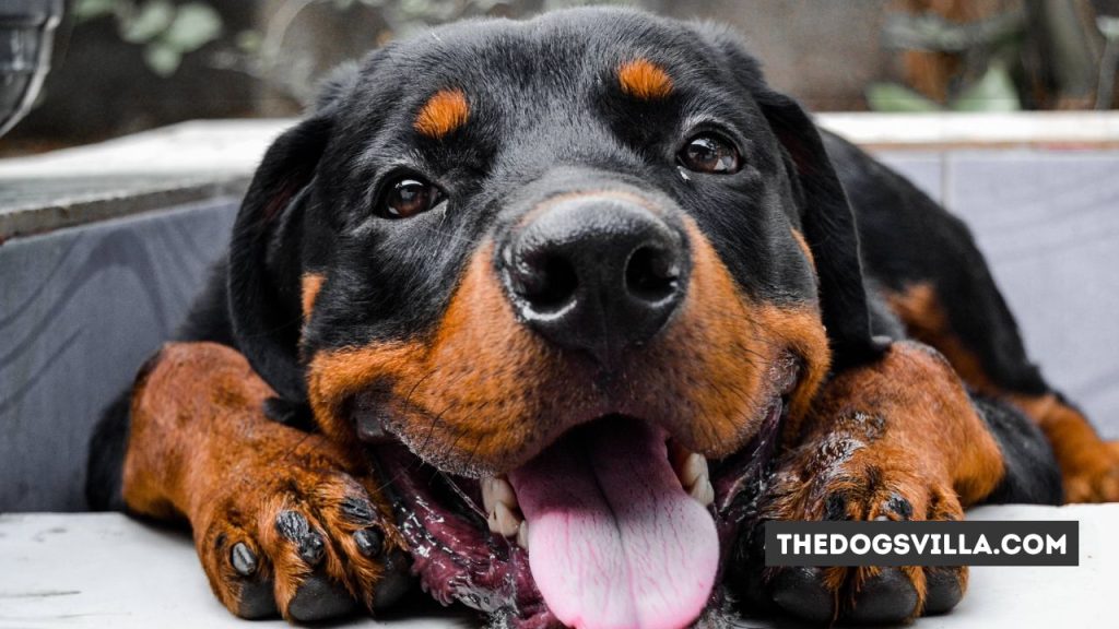 7 Reasons Why Rottweilers Growl Out of Happiness
