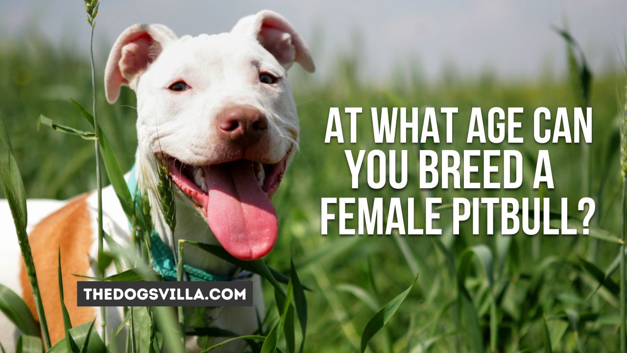 At What Age Can You Breed a Female Pitbull