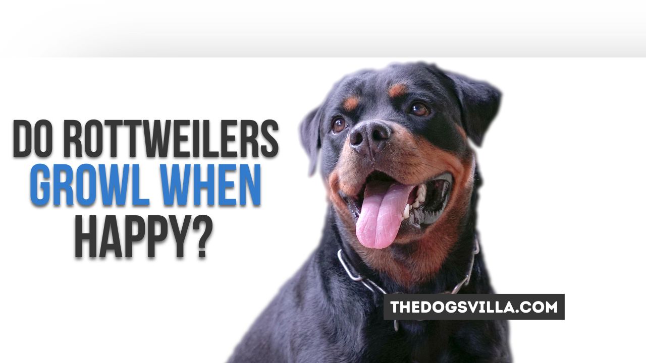 Do Rottweilers Growl When Happy?