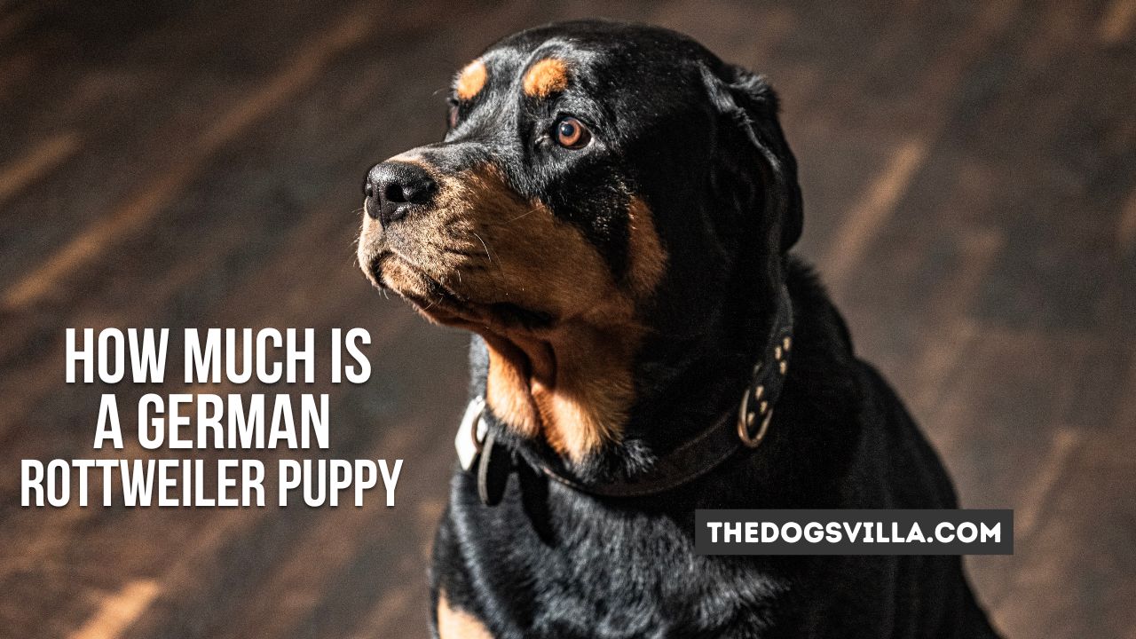 How Much is a German Rottweiler Puppy
