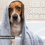 How Often Should You Bathe a Beagle