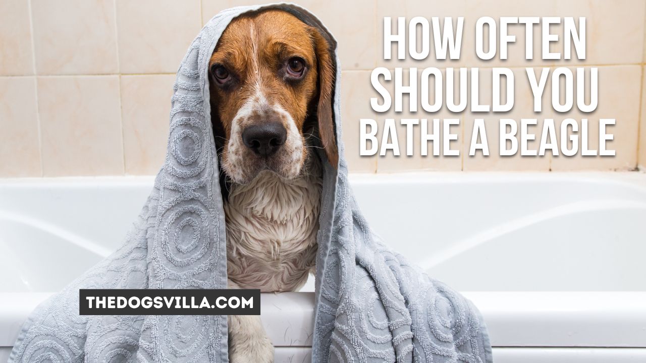 How Often Should You Bathe a Beagle