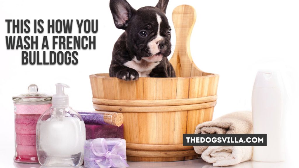 How Often To Wash French Bulldog Puppy