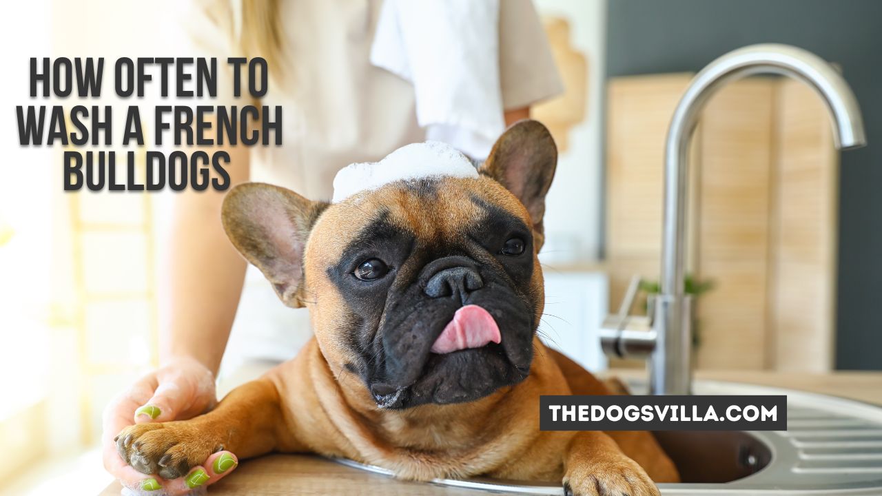 How Often To Wash French Bulldog