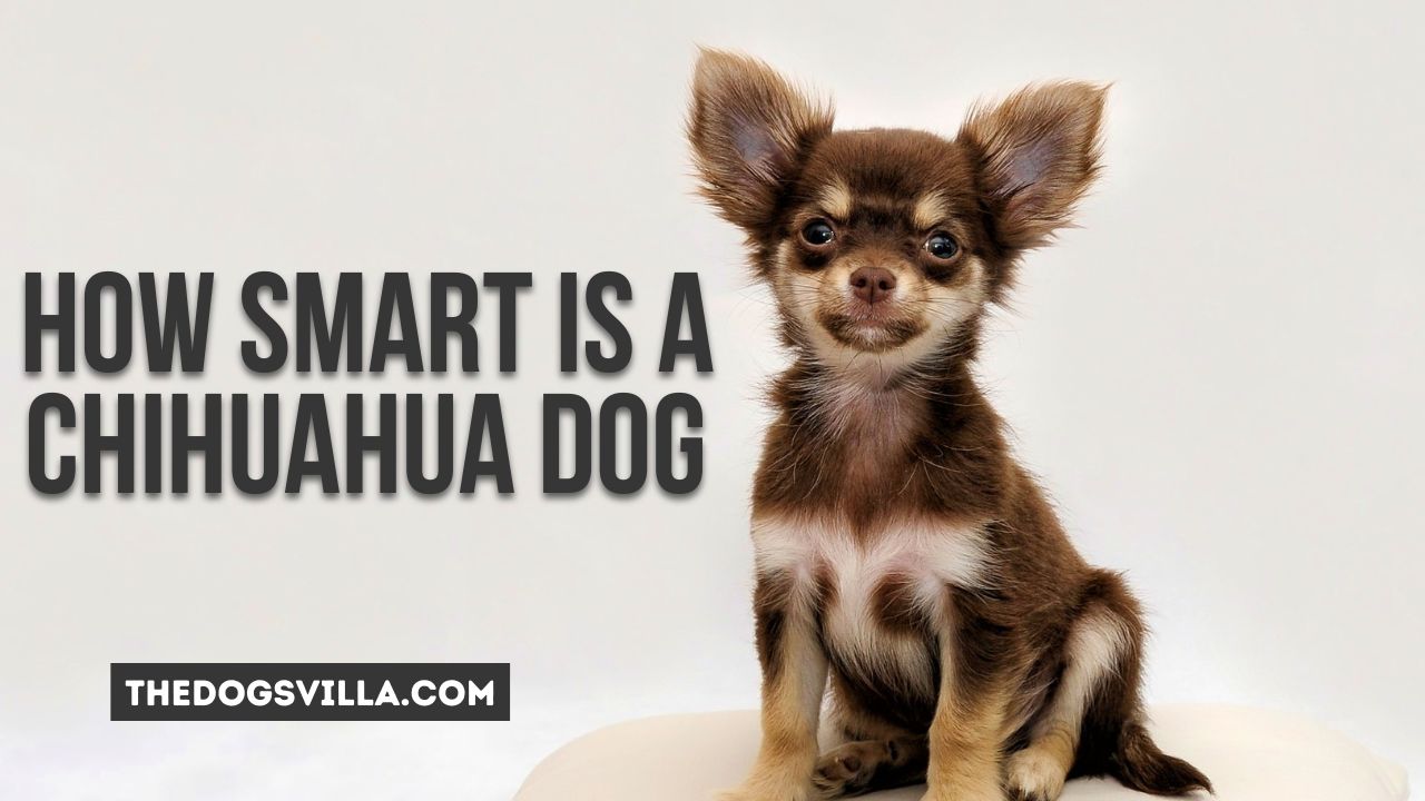 How Smart is a Chihuahua Dog