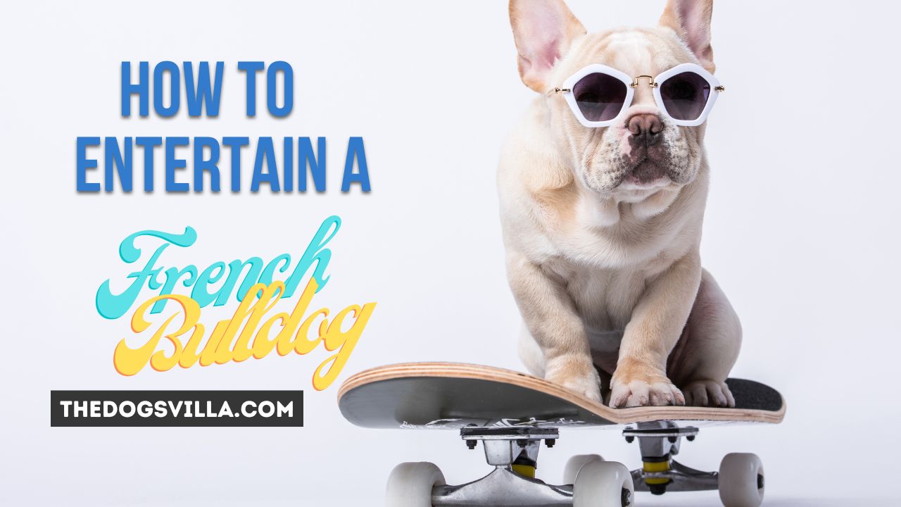 How to Entertain a French Bulldog
