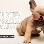 How to Fatten Up My French Bulldog Puppy