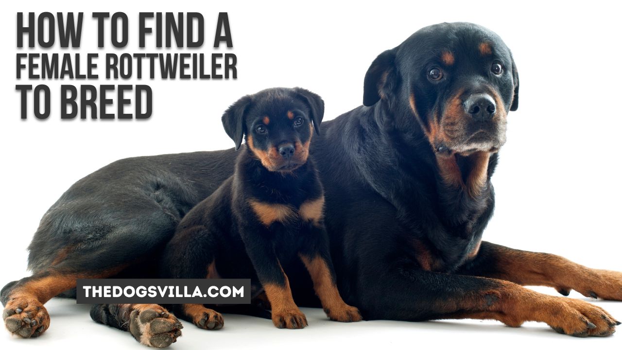 How to Find a Female Rottweiler to Breed