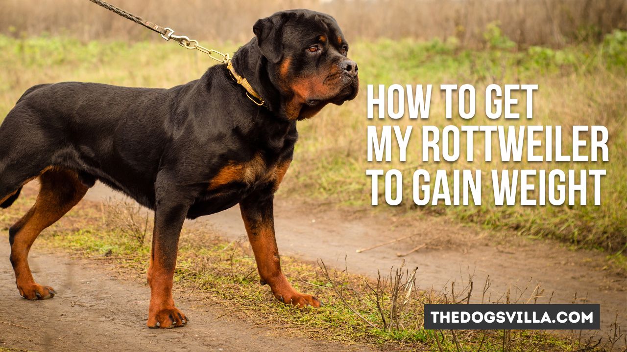 How to Get My Rottweiler to Gain Weight