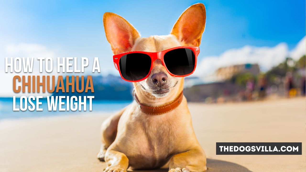 How to Help Chihuahua Lose Weight