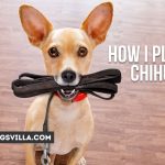 How to Play with a Chihuahua