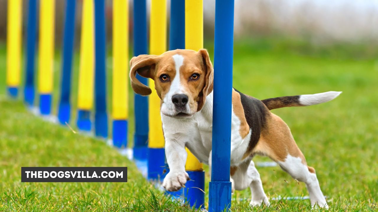 How to Train a Beagle to Hunt