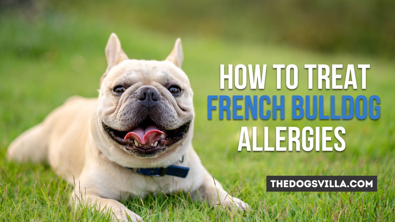 How to Treat French Bulldog Allergies