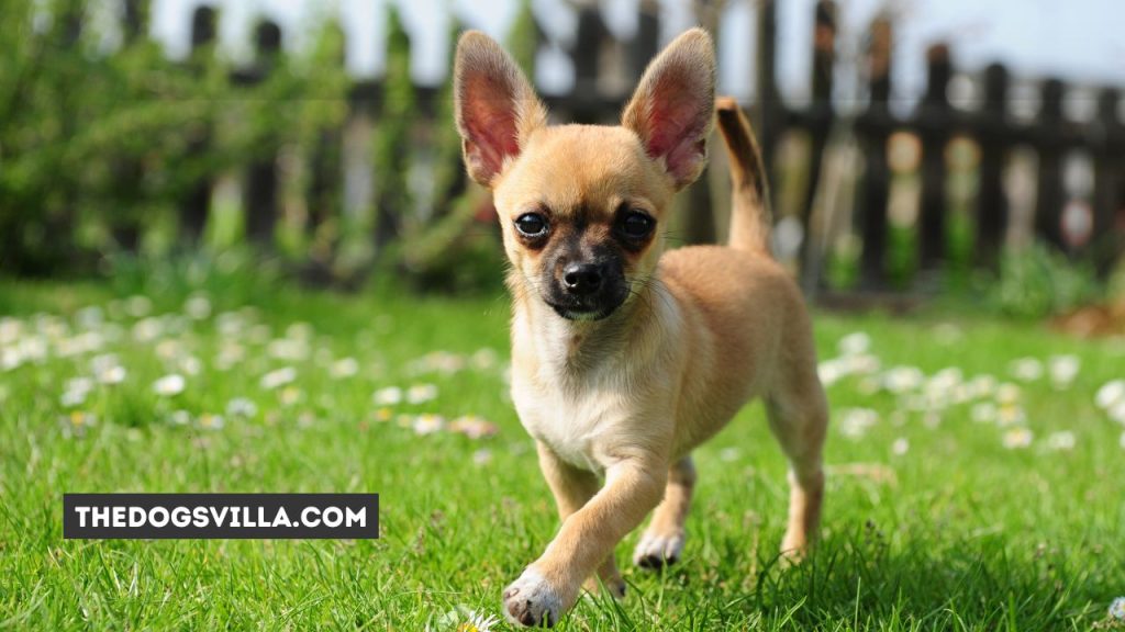 Top 10 Tips on How to Help a Chihuahua Lose Weight