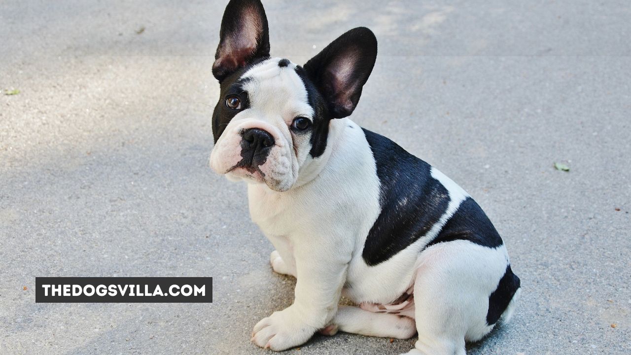What Can I Give My French Bulldog For Diarrhea