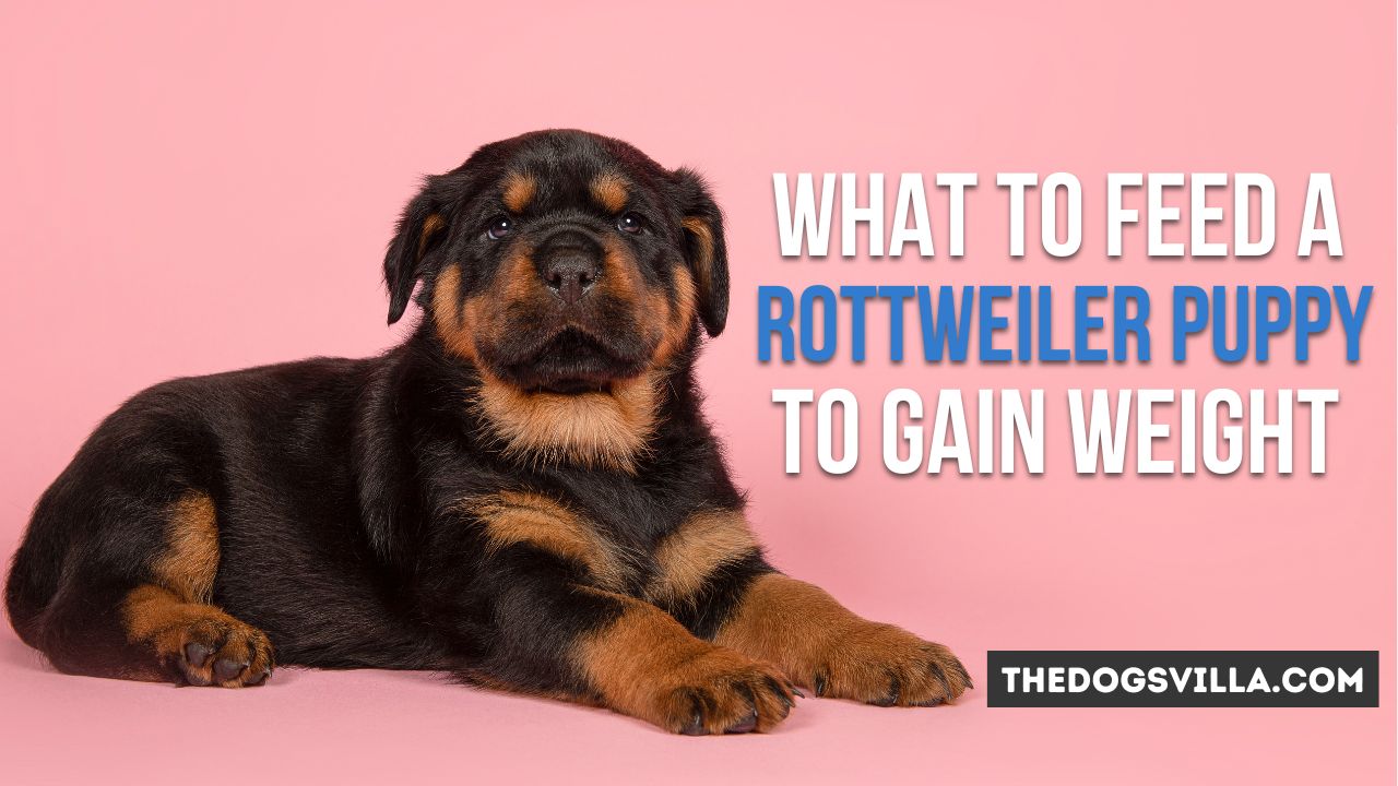 What to Feed a Rottweiler Puppy to Gain Weight