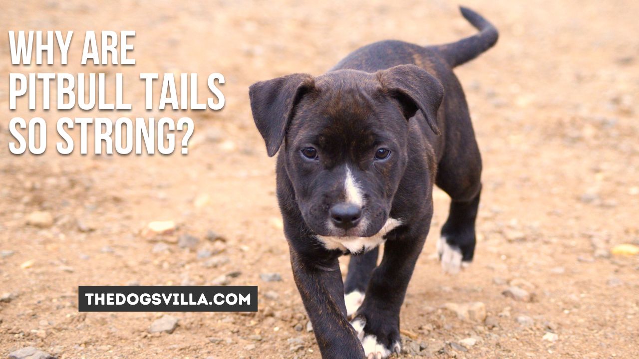 Why Are Pitbull Tails So Strong