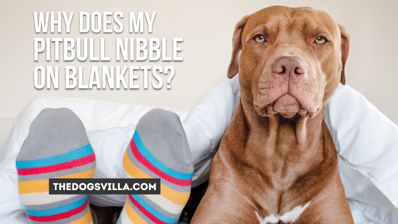 Why Does My Pitbull Nibble On Blankets