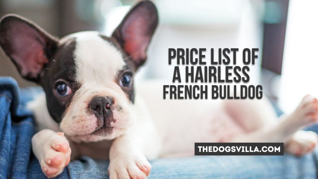 price of a hairless french bulldog